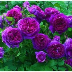 'Ebb Tide' Bush Rose - 4L Pot 7 'Ebb Tide' Bush Rose - 4L Pot -Pot Shop PL6125A add image 2 37cd
