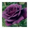 'Ebb Tide' Bush Rose - 4L Pot -Pot Shop PL6125A main image 5ed8