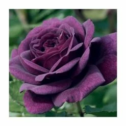 Pot Shop 6 'Ebb Tide' Bush Rose - 4L Pot