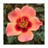For Your Eyes Only' Bush Rose - 4L Pot -Pot Shop PL6127A main image fcad