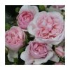 Natasha Richardson' Bush Rose - 4L Pot 1 Natasha Richardson' Bush Rose - 4L Pot -Pot Shop PL6128A main image 0c20