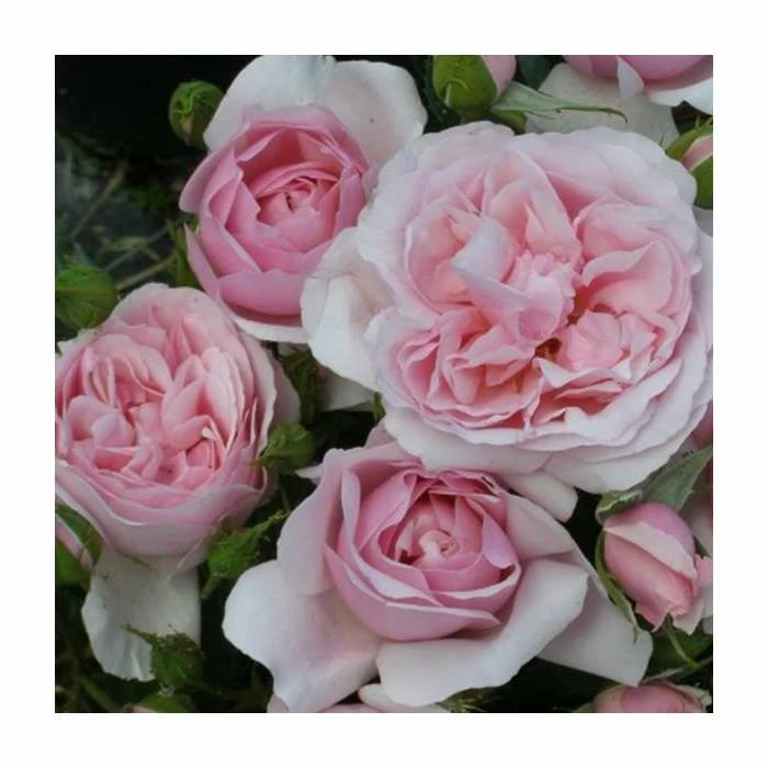 Natasha Richardson' Bush Rose - 4L Pot 3 Natasha Richardson' Bush Rose - 4L Pot