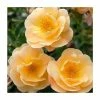 'Flower Carpet Amber' Ground Cover Rose - 4L Pot 1 'Flower Carpet Amber' Ground Cover Rose - 4L Pot -Pot Shop PL6129A main image 42b9