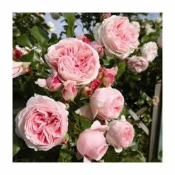 Pot Shop 32 'Giardina' Climber Rose - 5.5L Pot