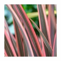 Phormium 'Sundowner' | 4L Pot