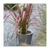 Phormium 'Evening Glow' | 4L Pot -Pot Shop PL6305 main image 645e