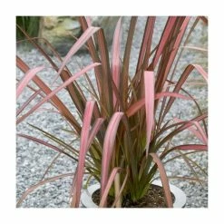 Phormium 'Purpurea' 4L Pot