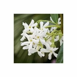 Star Jasmine | Trachelospermum jasminoides -Pot Shop PL800718L add image 2 1434