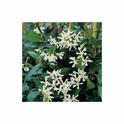 Star Jasmine | Trachelospermum jasminoides -Pot Shop PL800718L add image 3 9cd1
