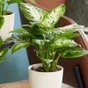 Dieffenbachia 'Camilla' | Leopard Plant -Pot Shop PL92334P main image 63ed
