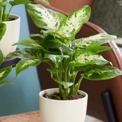 Dieffenbachia 'Camilla' | Leopard Plant