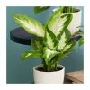 Dieffenbachia 'Compacta' | Leopard Plant