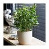 Ficus Benjamina 'Natasha' | Weeping Fig Plant -Pot Shop PL92343P main image eeb6