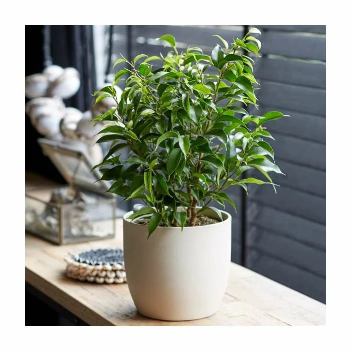 Ficus Benjamina 'Natasha' | Weeping Fig Plant 3 Ficus Benjamina 'Natasha' | Weeping Fig Plant