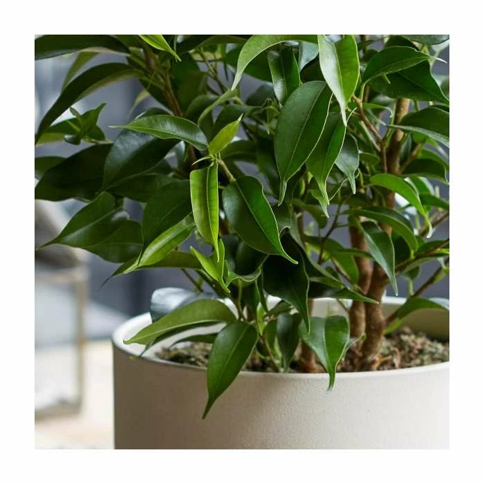 Ficus Benjamina 'Natasha' | Weeping Fig Plant 4 Ficus Benjamina 'Natasha' | Weeping Fig Plant - Image 2