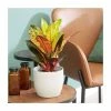Codiaeum 'Mrs Icetone' | Croton Plant -Pot Shop PL92347P main image 49d4