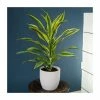 80-100cm Dracaena fragrans 'Yellow Lime' | Corn Plant | 3L Pot -Pot Shop PL92360PP main image 7d70