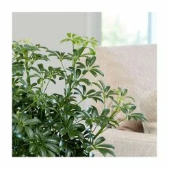 90-100cm Multi Stem Schefflera | Umbrella Tree | 5L Pot -Pot Shop PL92367P add image 1 6dd5