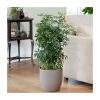 90-100cm Multi Stem Schefflera | Umbrella Tree | 5L Pot 1 90-100cm Multi Stem Schefflera | Umbrella Tree | 5L Pot -Pot Shop PL92367P main image 47dd