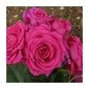 Save 9 Lives | Floribunda Rose -Pot Shop PL925098 main image e9cc