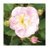 Lakeland | Climbing Rose -Pot Shop PL925100 main image 6754
