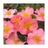 Simple Peach | Shrub Rose -Pot Shop PL925105 main image fc40