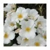 Simple White | Shrub Rose -Pot Shop PL925106 main image 24a3
