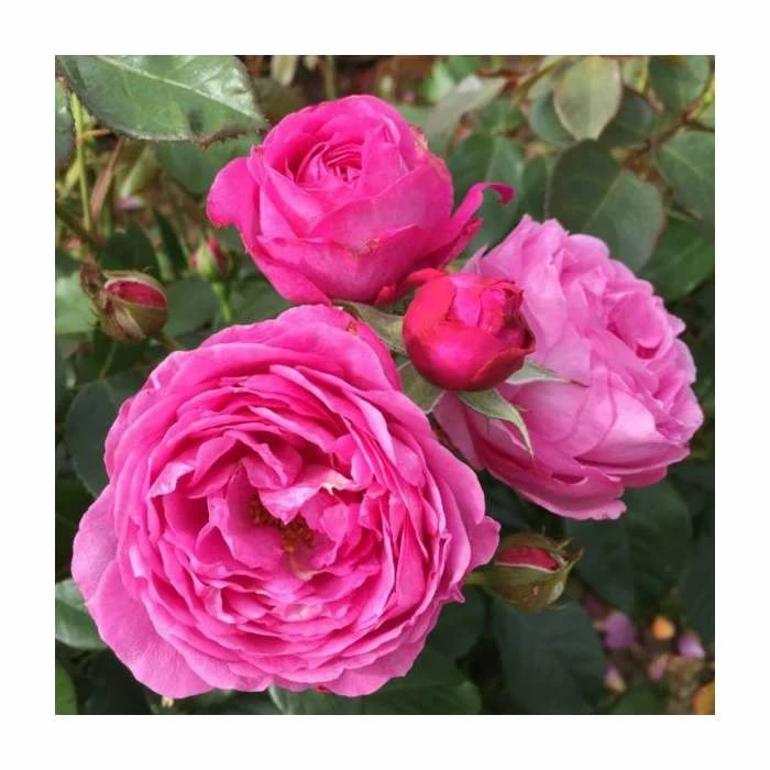 'Happy Anniversary' Potted Rose | 5L Pot 3 'Happy Anniversary' Potted Rose | 5L Pot