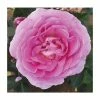 Special Mum | Floribunda Rose -Pot Shop PL925116 main image ef36