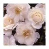 Your Wedding Day | Floribunda Rose -Pot Shop PL925121 main image a2b4