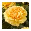 Amber Queen | Floribunda Rose -Pot Shop PL925124 main image f446