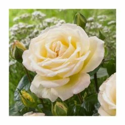 At Peace | Hybrid Tea Rose