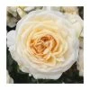 Happy Birthday Cream | Floribunda Rose 1 Happy Birthday Cream | Floribunda Rose -Pot Shop PL925148 main image 071b