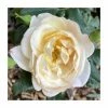 'Susie' Potted Climbing Rose | 5L Pot -Pot Shop PL925344 main image 77cf
