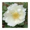 'Starlight Symphony' Potted Climbing Rose | 5L Pot -Pot Shop PL925403 add image 1 ef4a