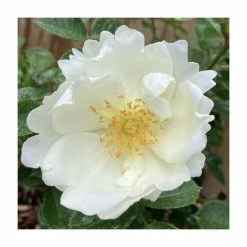 'Starlight Symphony' Potted Climbing Rose | 5L Pot