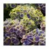 Hydrangea Magical Amethyst 'Blue' | 5L Pot -Pot Shop PL925660 main image b883