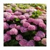 Hydrangea Magical Amethyst 'Rose' | 5L Pot -Pot Shop PL925661 main image dff2