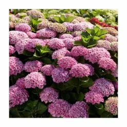 Hydrangea Magical Amethyst 'Rose' | 5L Pot