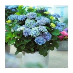Hydrangea Magical Revolution 'Blue' | 5L Pot -Pot Shop PL925662 add image 1 fa29