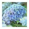 Hydrangea Magical Revolution 'Blue' | 5L Pot 2 Hydrangea Magical Revolution 'Blue' | 5L Pot -Pot Shop PL925662 main image 48e1