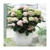 Hydrangea Magical Revolution 'Rose' | 5L Pot 2 Hydrangea Magical Revolution 'Rose' | 5L Pot -Pot Shop PL925663 main image 1001