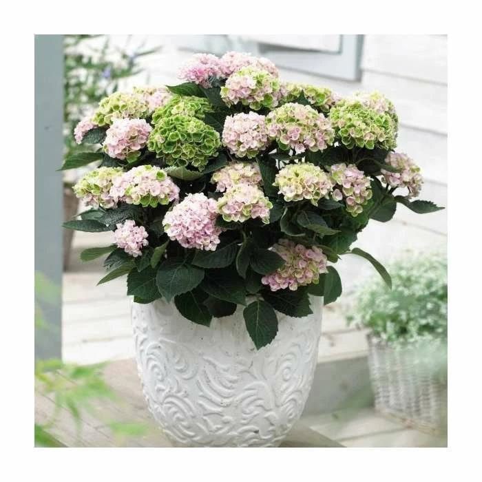 Hydrangea Magical Revolution 'Rose' | 5L Pot 3 Hydrangea Magical Revolution 'Rose' | 5L Pot