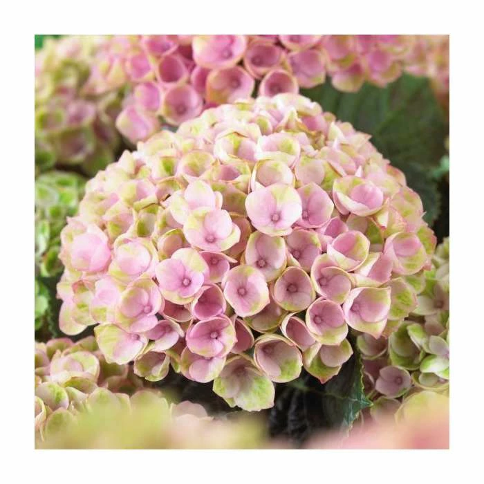 Hydrangea Magical Revolution 'Rose' | 5L Pot 4 Hydrangea Magical Revolution 'Rose' | 5L Pot - Image 2