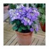 40cm Hydrangea macrophylla 'Teller Blue' | 5L Pot -Pot Shop PL925664 main image d89d
