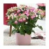 40cm Hydrangea macrophylla 'Teller Pink' | 5L Pot -Pot Shop PL925665 main image 4500