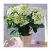 40cm Hydrangea macrophylla 'Teller White' | 5L Pot -Pot Shop PL925666 main image 64e7