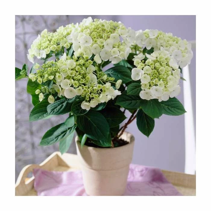 40cm Hydrangea macrophylla 'Teller White' | 5L Pot 3 40cm Hydrangea macrophylla 'Teller White' | 5L Pot