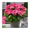 Hydrangea Forever & Ever | White and Red Mix | 5L Pot -Pot Shop PL925668 main image aa25