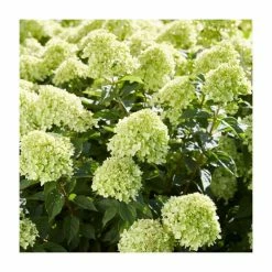 Hydrangea Forever & Ever 'Lime Green' | 5L Pot -Pot Shop PL925669 add image 1 18e3